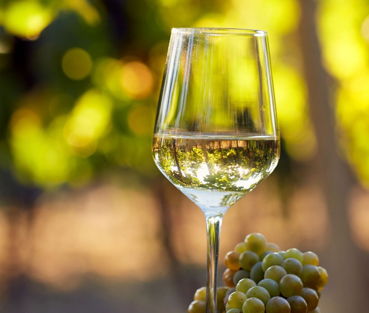 Chardonnay Blanc