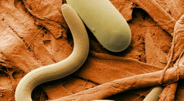 Produse antiparazitare, insecticide si repelente
