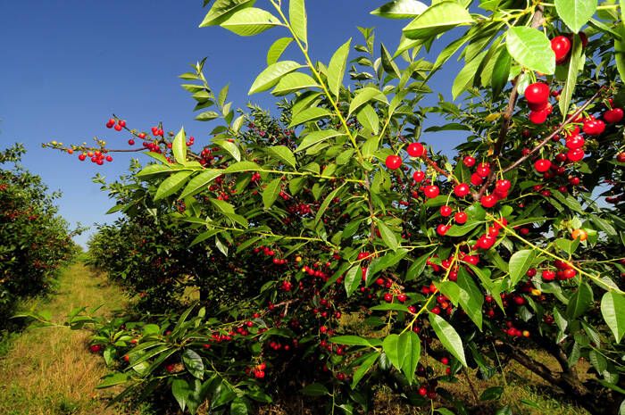 PRUNUS<br /><span>Cireș & Vișin</span>