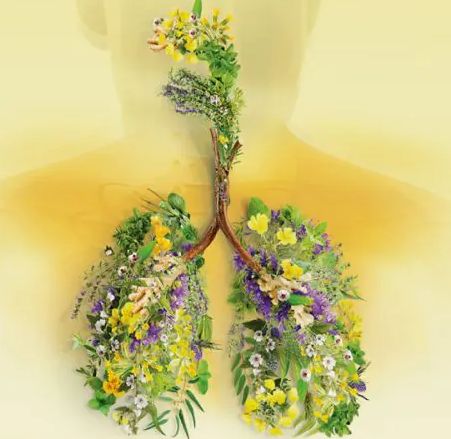 TEA FOR THE HEALTH OF THE RESPIRATORY SYSTEM