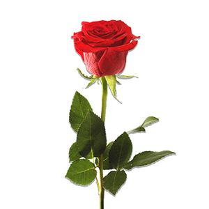 Roses with stem