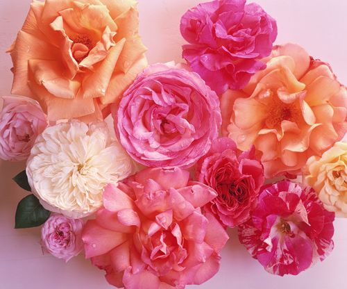 Roses without stems