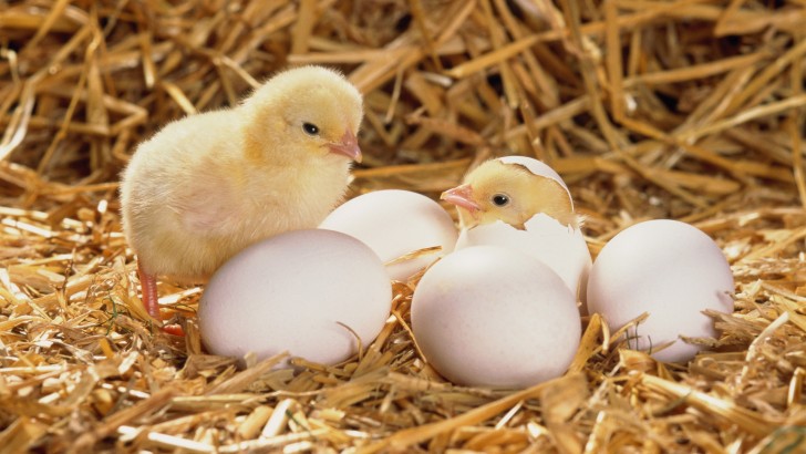Ouă destinate incubației