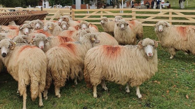 Cercetarea științifică în domeniul creșterii animalelor