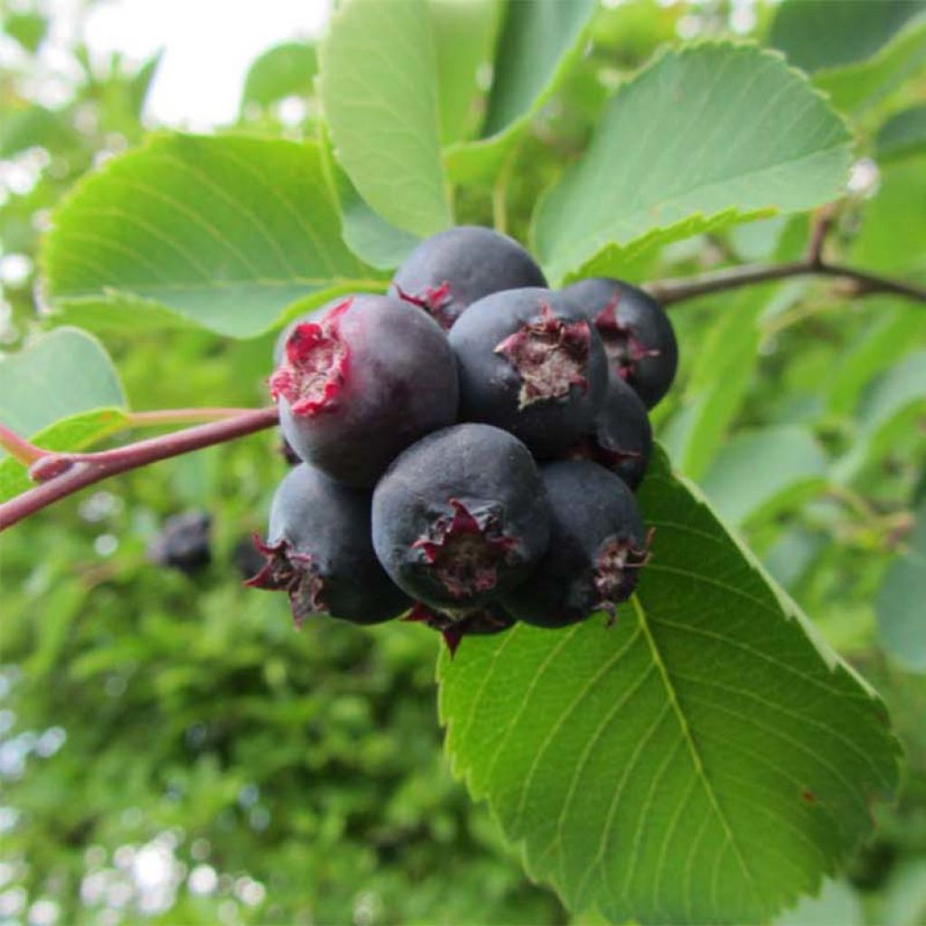 AMELANCHIER<br /><span>Afin Canadian</span>