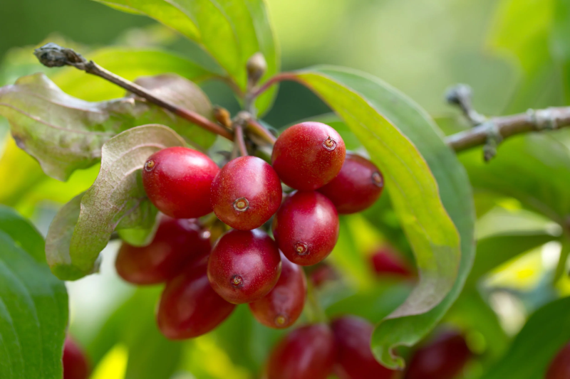 CORNUS<br /><span>Corn</span>