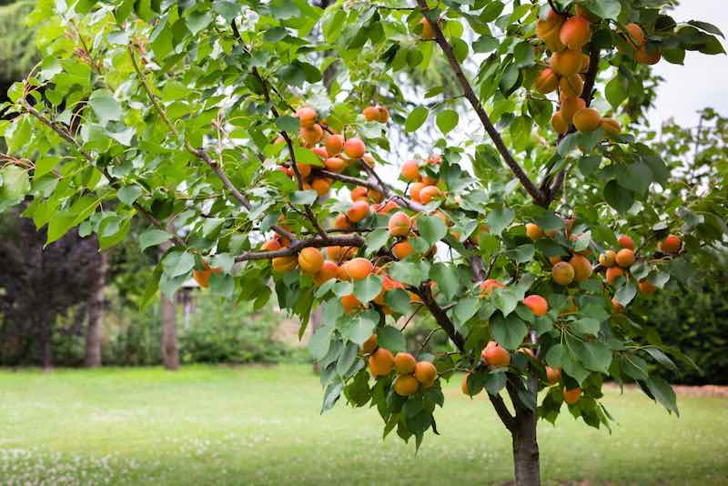 PRUNUS<br /><span>Cais</span>