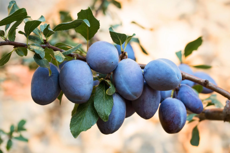PRUNUS<br /><span>Prun</span>