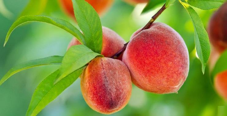 PRUNUS<br /><span>Piersic & Nectarin</span>