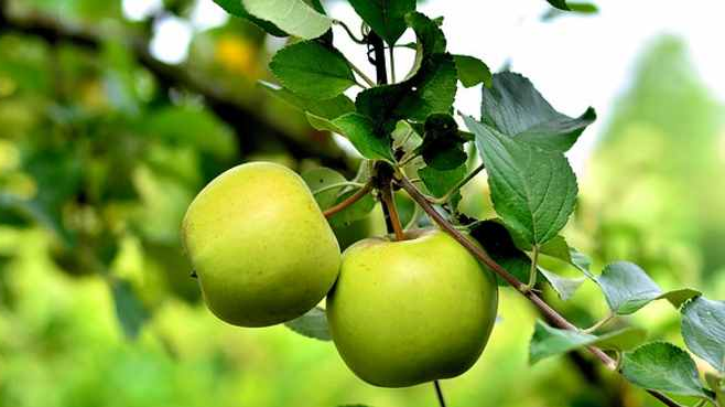 FRUCTE CU SEMINȚE (POMACEE)