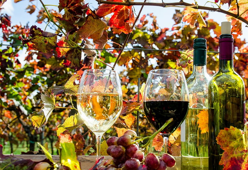 VITIS<br /><span>Grapevine</span>