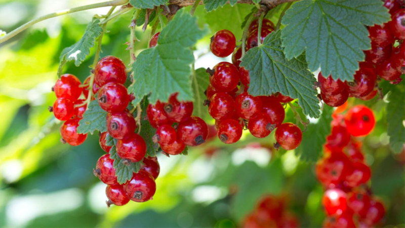 RIBES<br /><span>Coacăz</span>