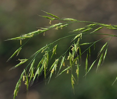 FESTUCA<br /><span>Shade Fescue</span>