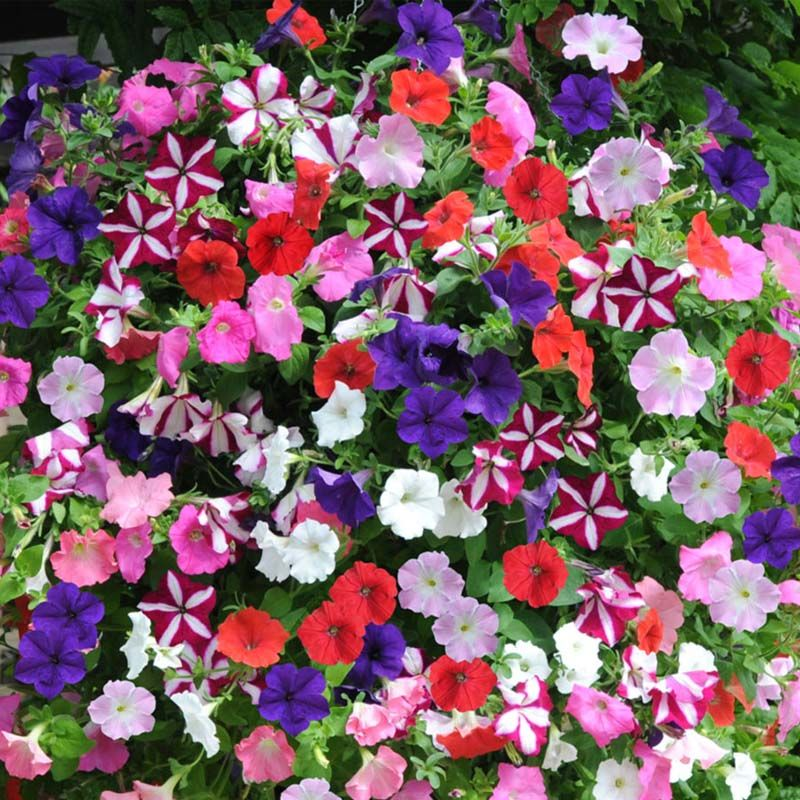 PETUNIA<br /><span>Petunia - Soiuri Diverse</span>
