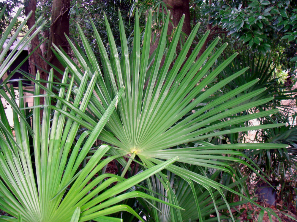 TRACHYCARPUS