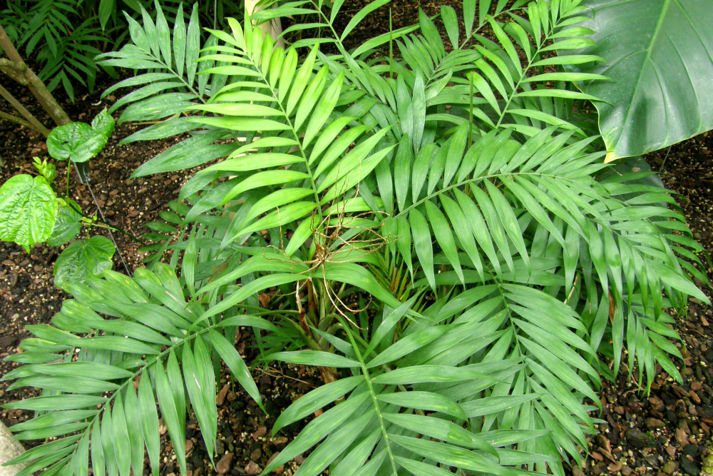 CHAMAEDOREA
