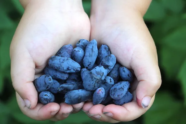 Siberian blueberry juice