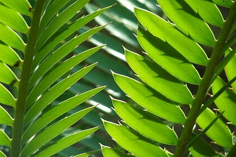 BAMBOO, PALMS & CYCADS