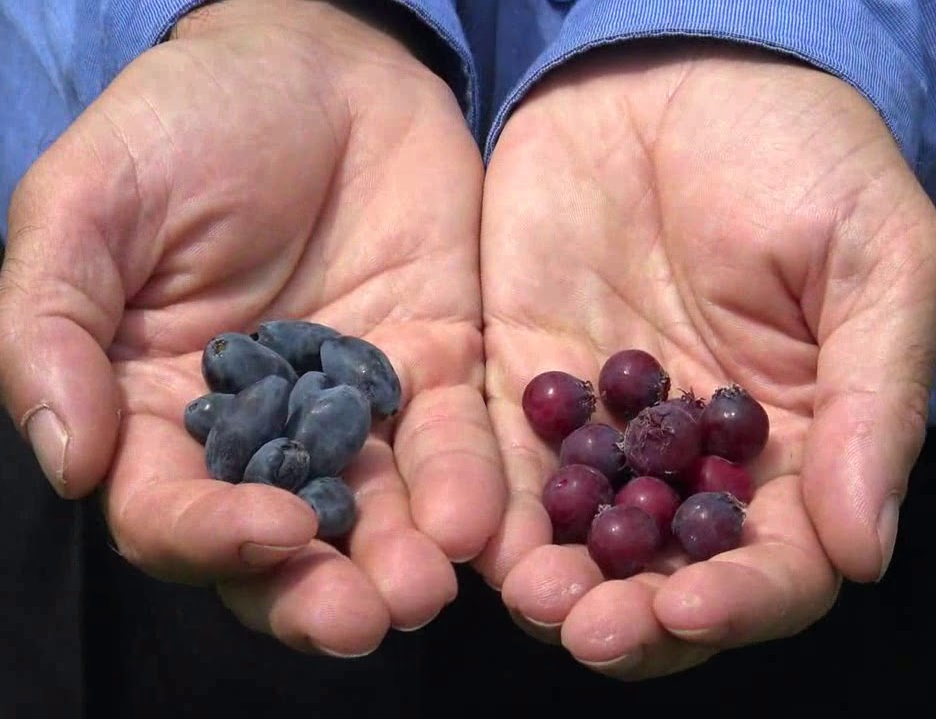 Aronia+Siberian blueberry Juice
