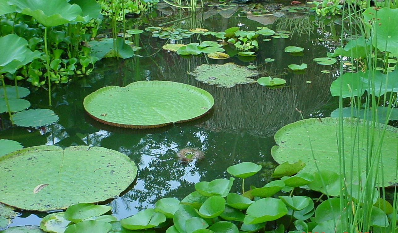 PLANTE DE APĂ