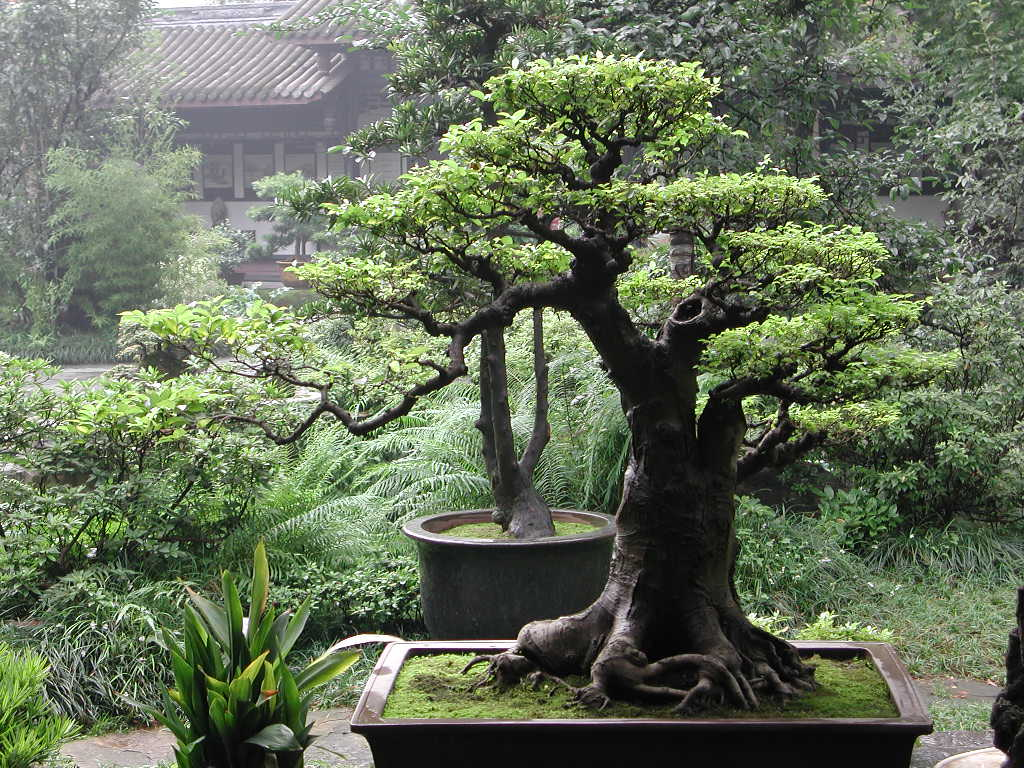 Bonsai trees