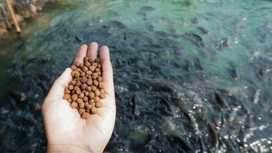 FOOD AND MEDICINE FOR FISH FARMING